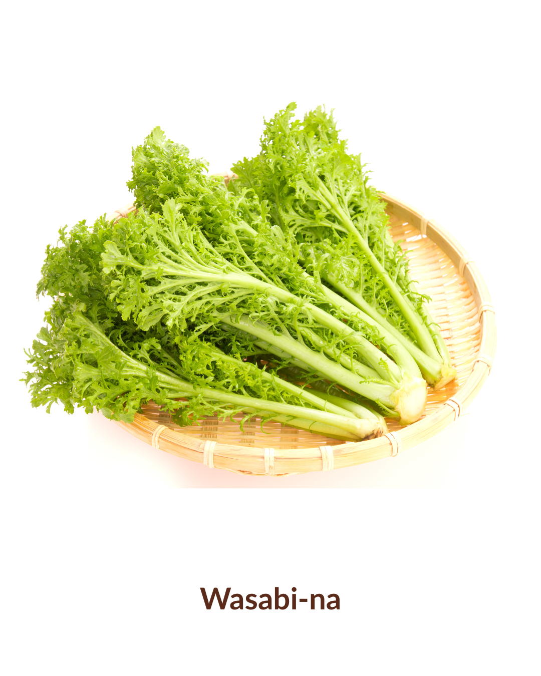 Duo d'herbe japonaise en pot - Mitsuba et Wasabina