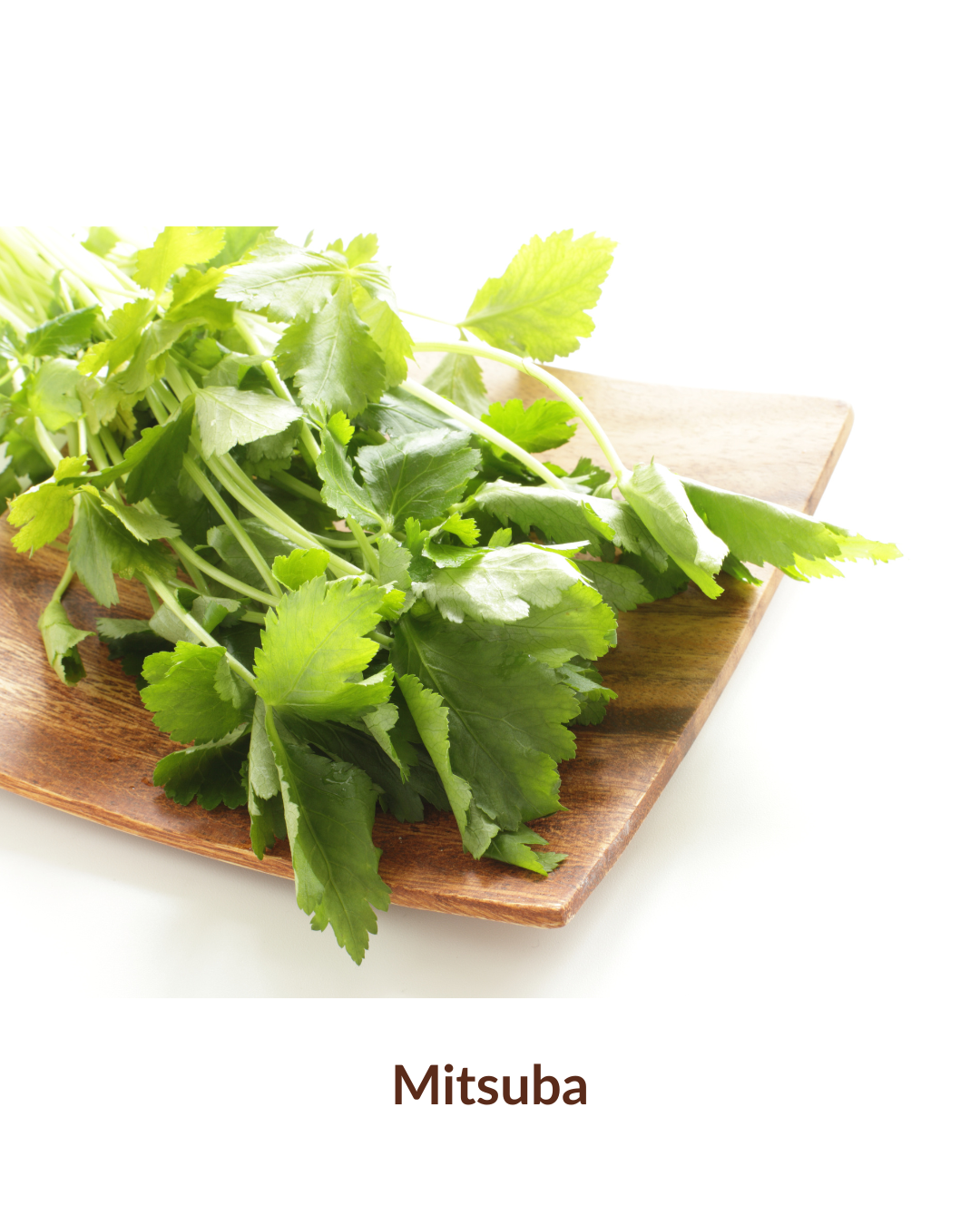 Duo d'herbe japonaise en pot - Mitsuba et Wasabina