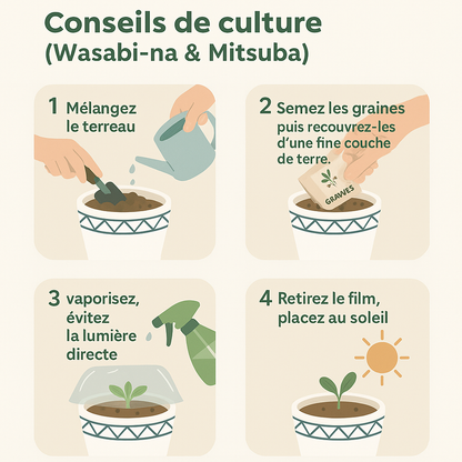 Duo d'herbe japonaise en pot - Mitsuba et Wasabina