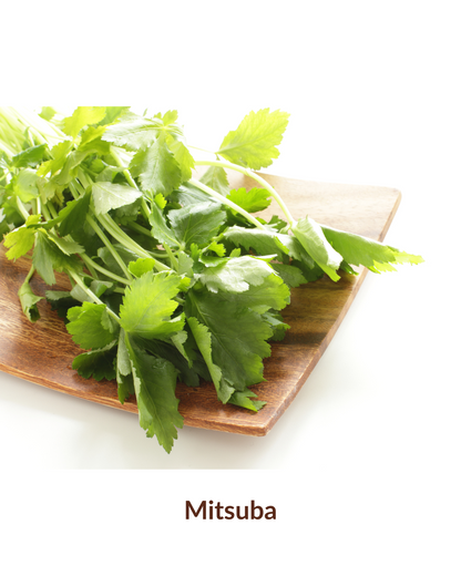 Duo d'herbe japonaise en pot - Mitsuba et Wasabina
